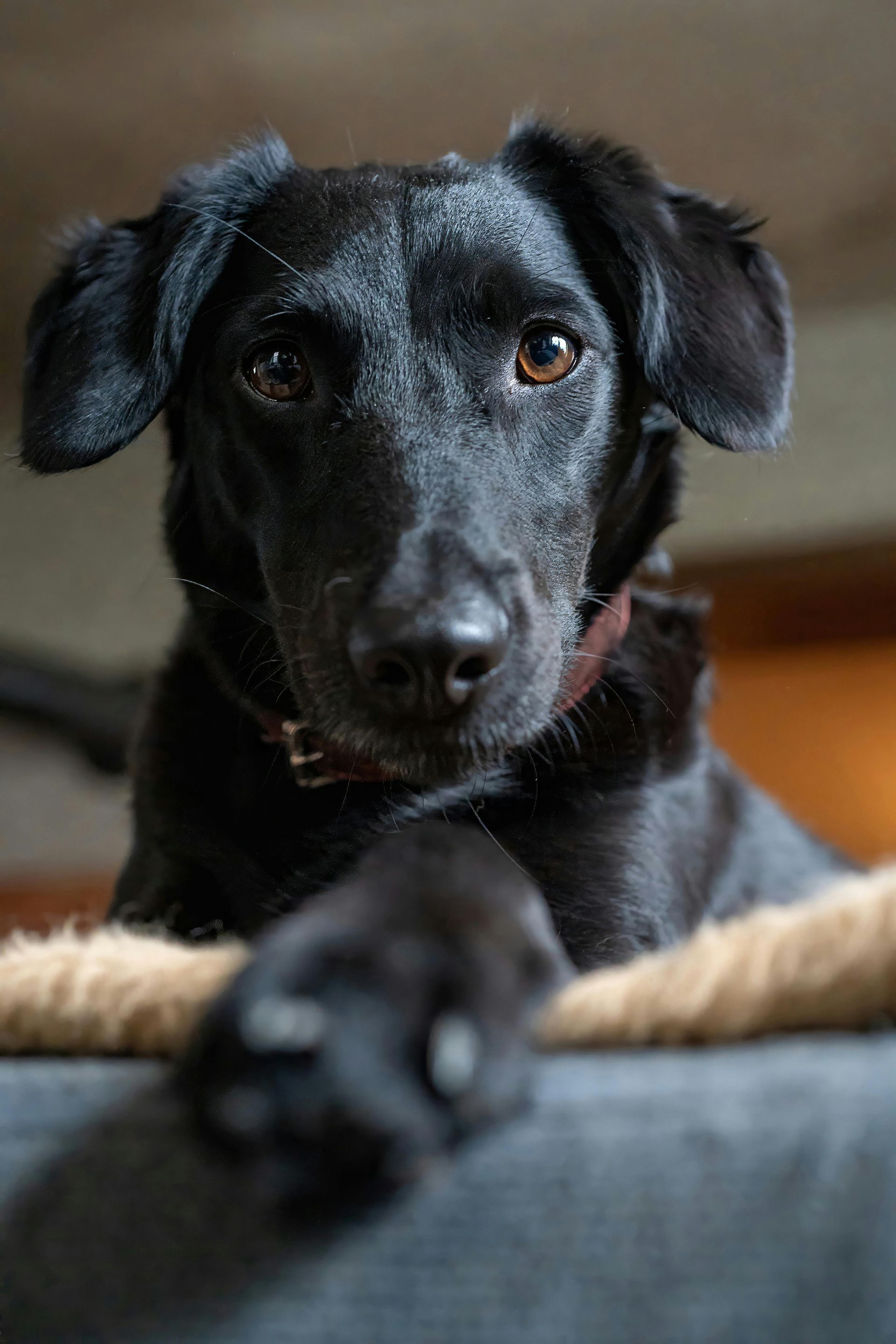 Labrador