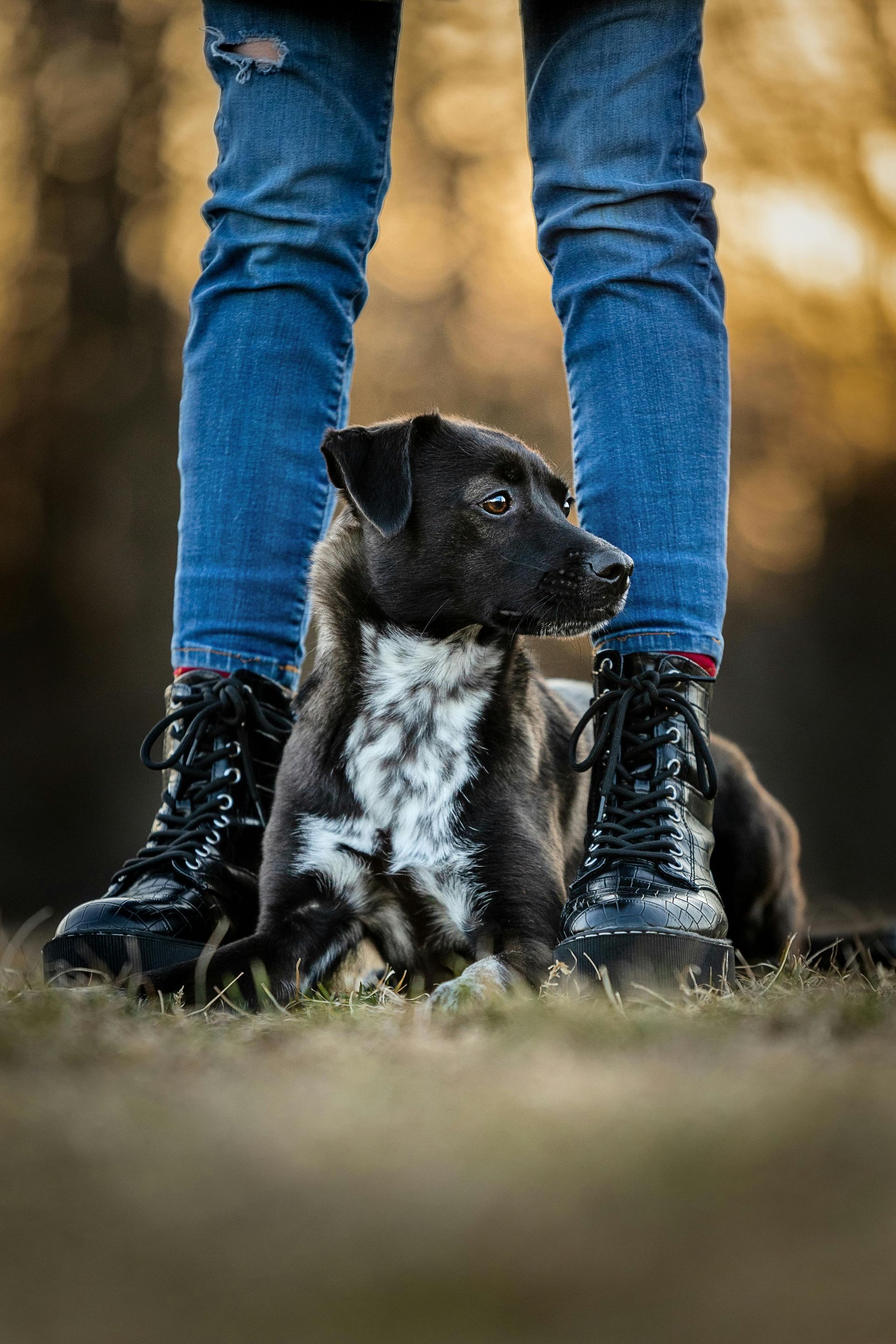 Hond