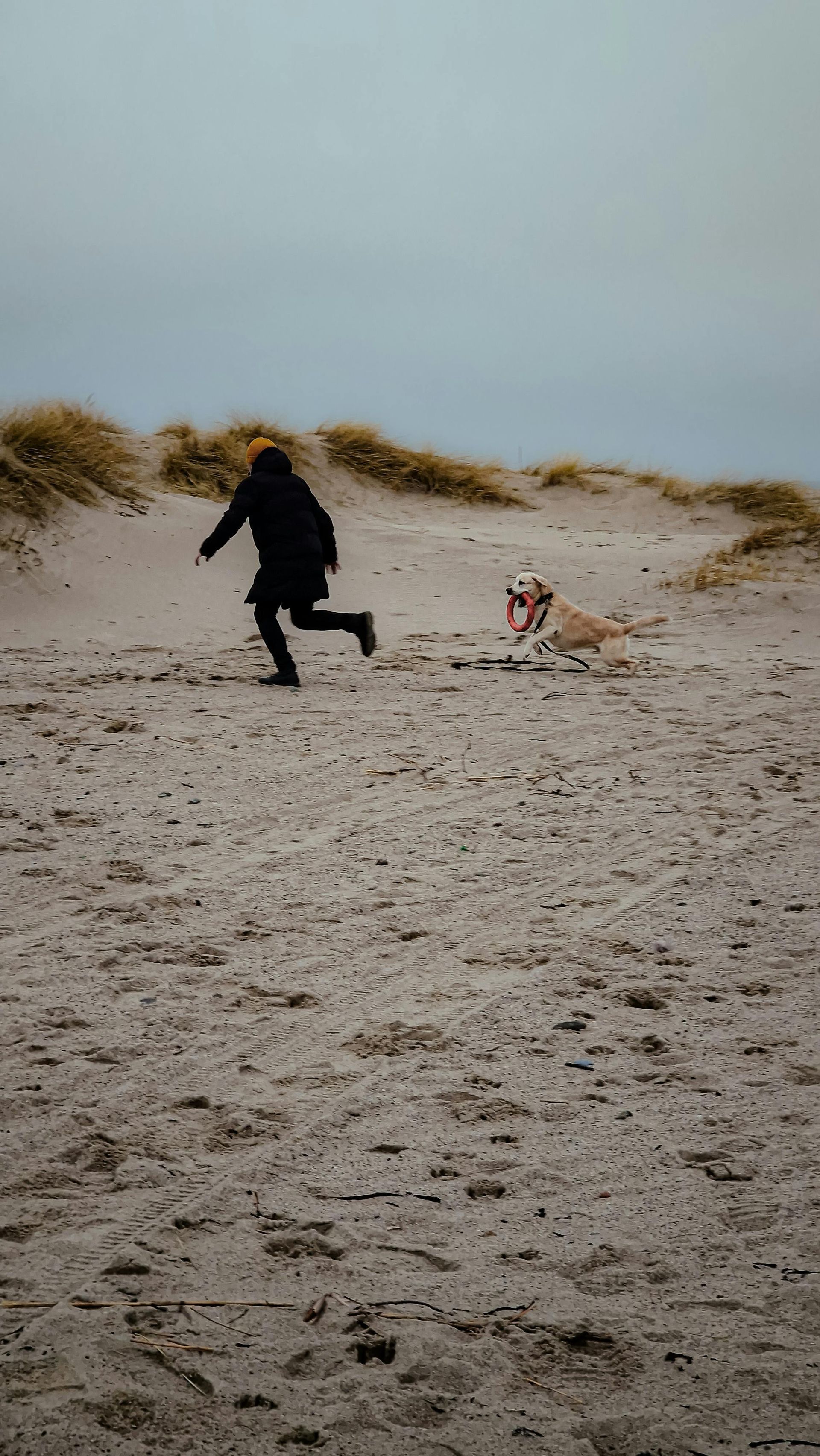Hond in de duinen