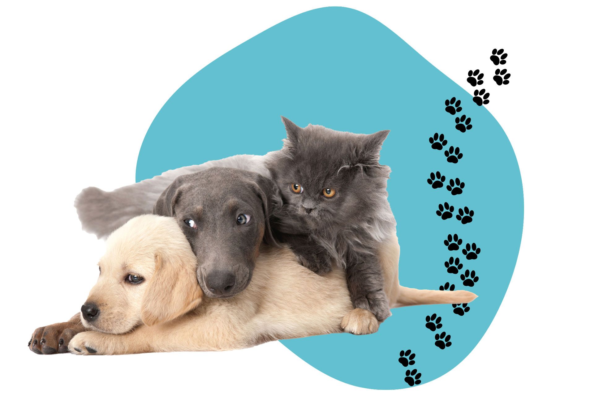 A puppy and a cat are laying next to each other on a blue background.