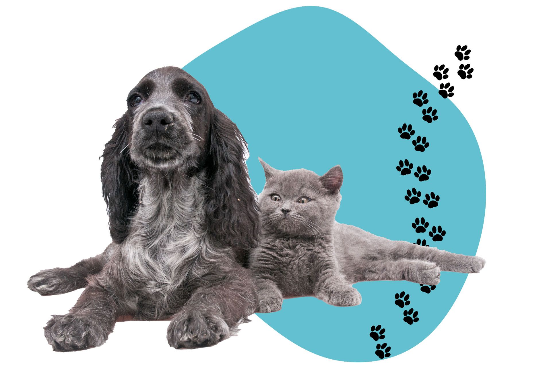 A dog and a cat are laying next to each other on a blue background.