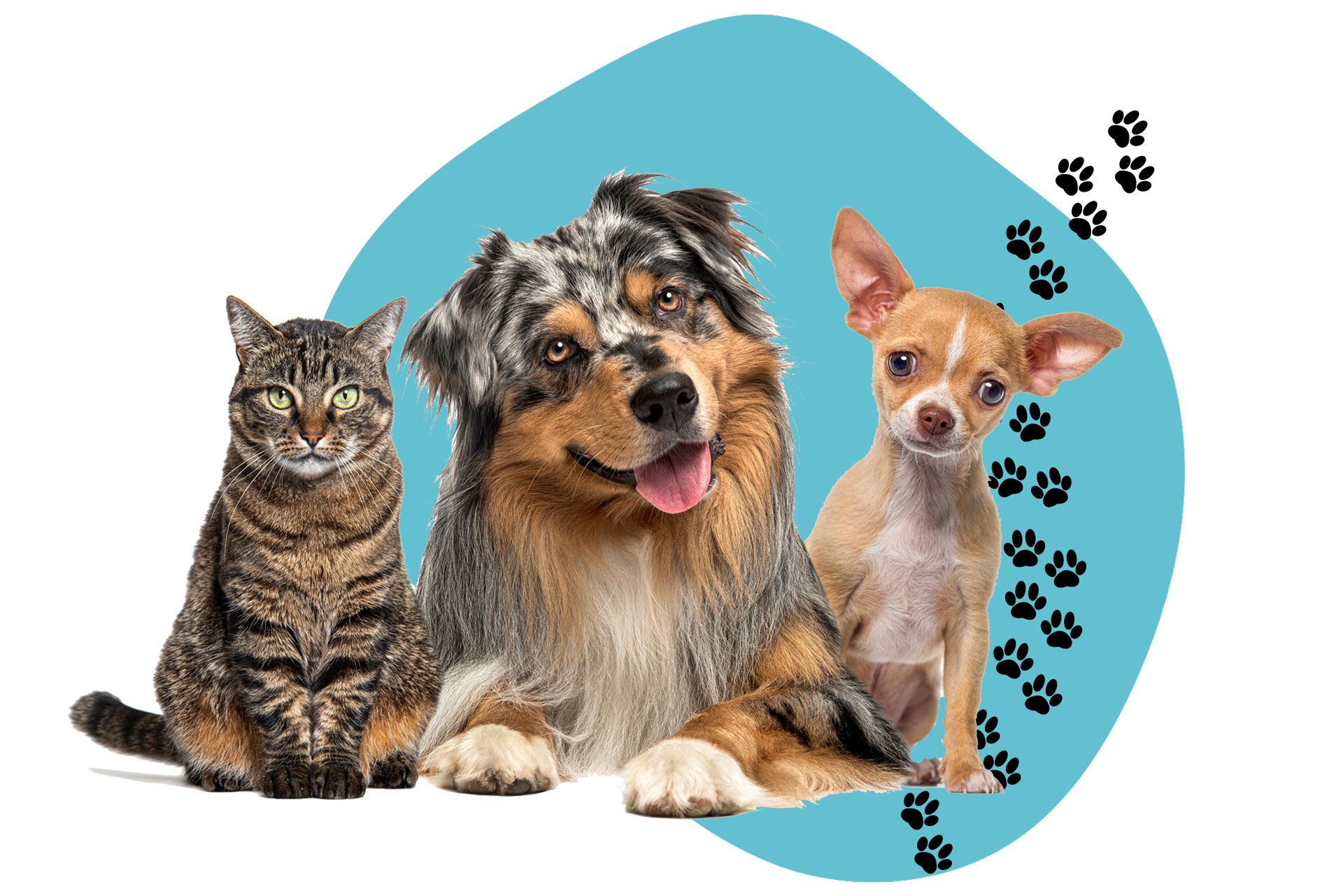 A dog , a cat and a chihuahua are sitting next to each other on a blue background. A dog , a cat and a chihuahua are sitting next to each other on a blue background.