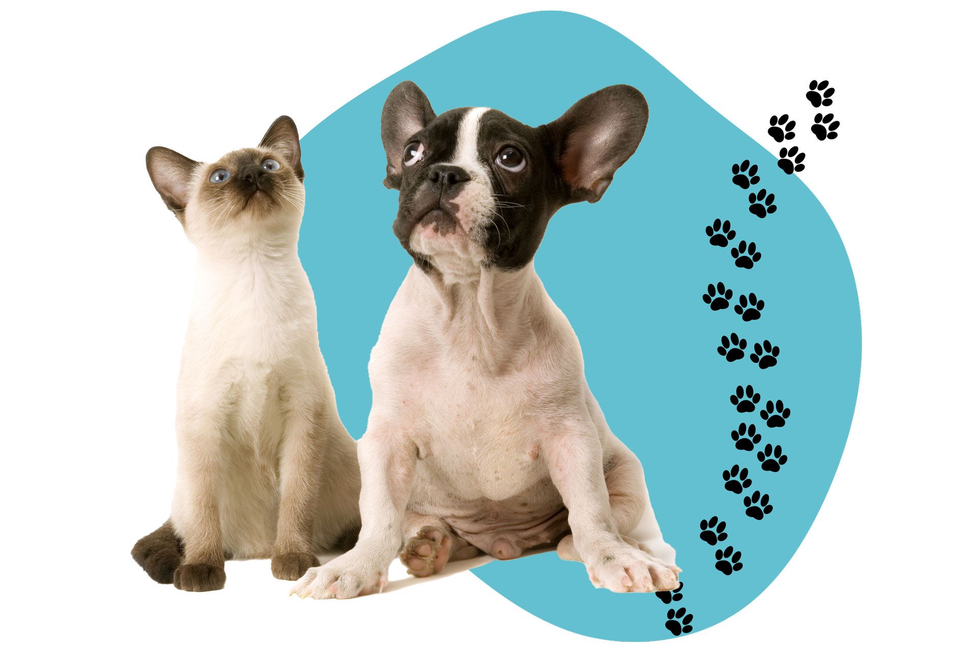 A cat and a dog are sitting next to each other on a blue background. A cat and a dog are sitting next to each other on a blue background.