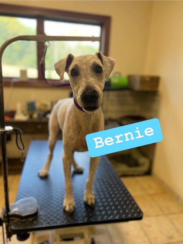 A dog named bernie is standing on a grooming table