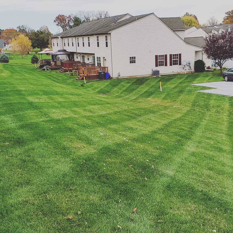 Well maintained green lawn in front of the residential area
