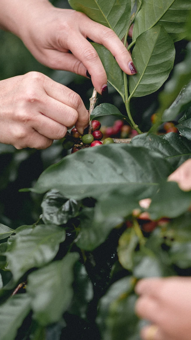 Brazil Coffee Farm