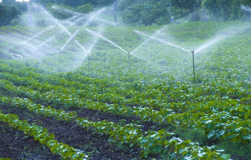 A Field of Lettuce is Being Watered With Sprinklers — Wade N Water In Narrabri, NSW
