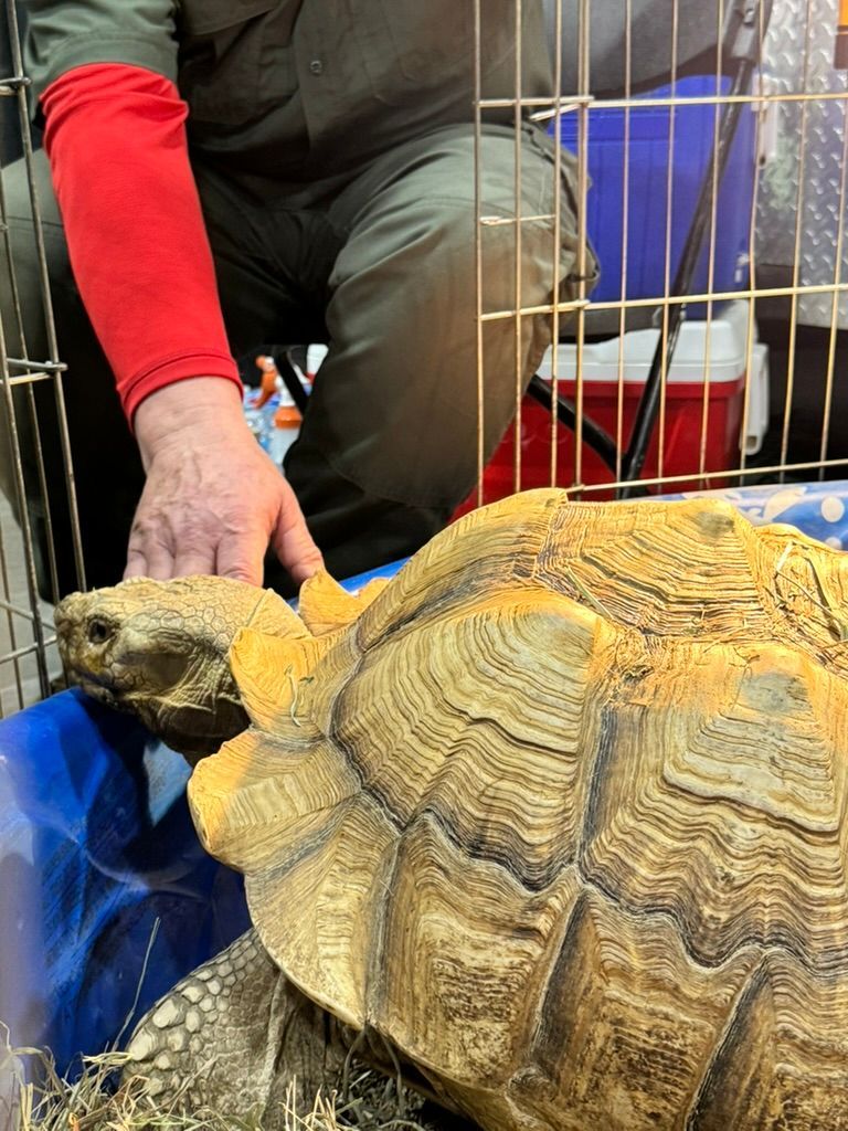 Man petting a large tortoise inside a cage, blue bin, red sleeve, tan shell.