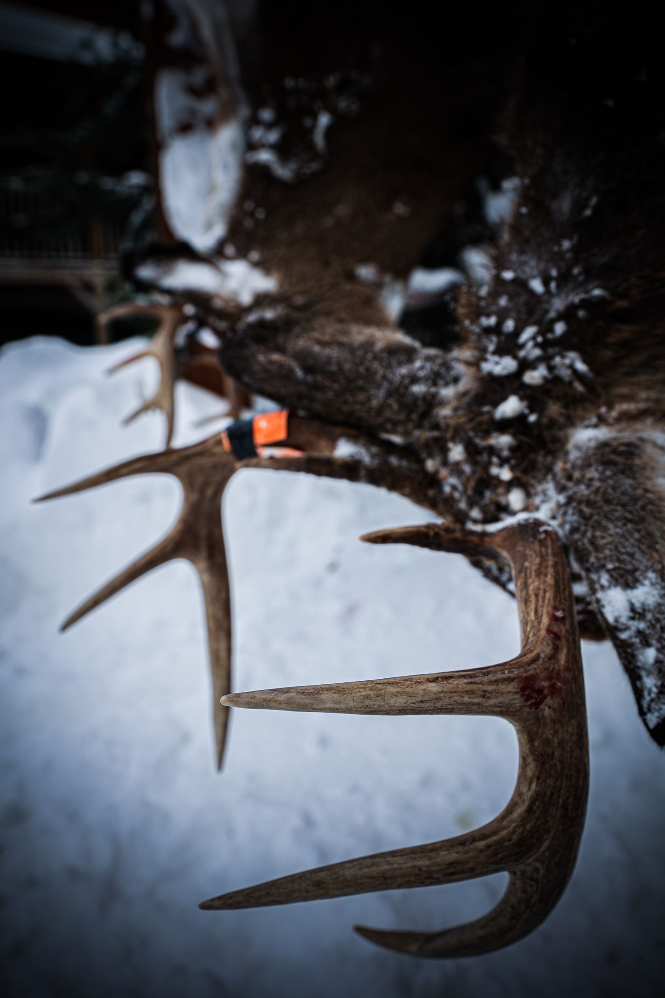 Antlers of a harvested deer on snow. Tag on antler base.