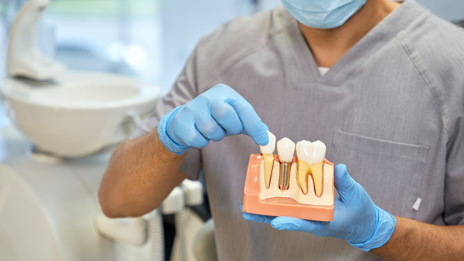 Dentist in gloves holding a dental model in a clinic