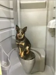 Small black-and-tan dog sitting on a toilet inside a bathroom.