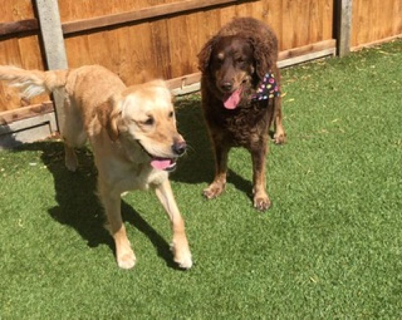 Two dogs standing on grass in a fenced yard, one golden and one brown, both panting.