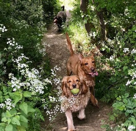 dogs on a walk