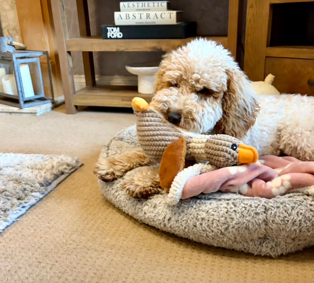 Established home boarding for dogs in Bedford