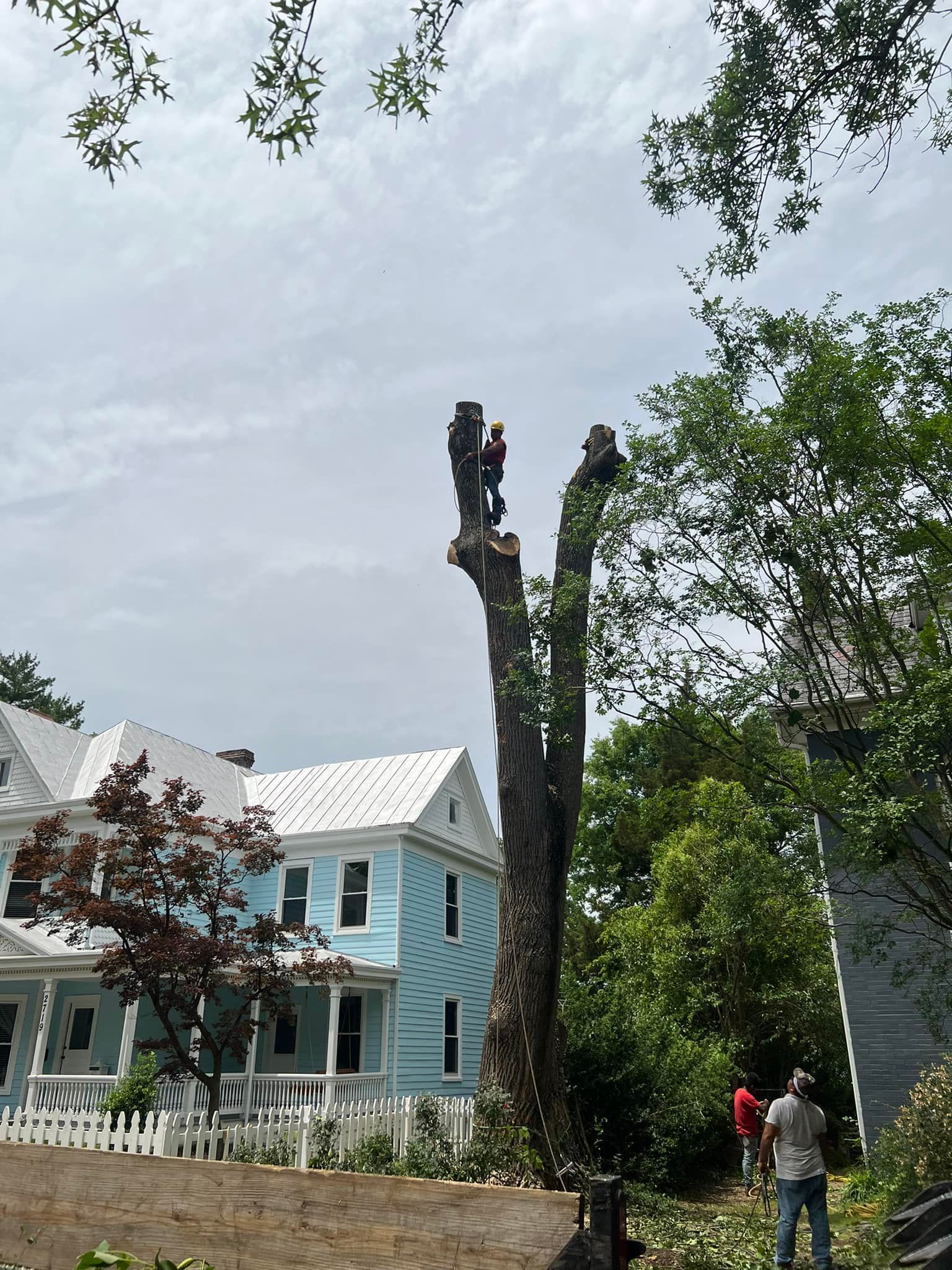 tree removal lumberton ms, arborist in lumberton ms, hattiesburg tree service