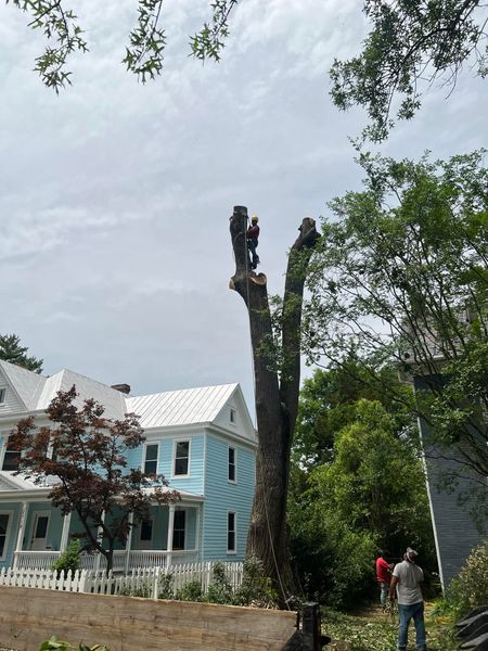 tree removal hattiesburg ms, arborist in hattiesburg ms, hattiesburg tree service