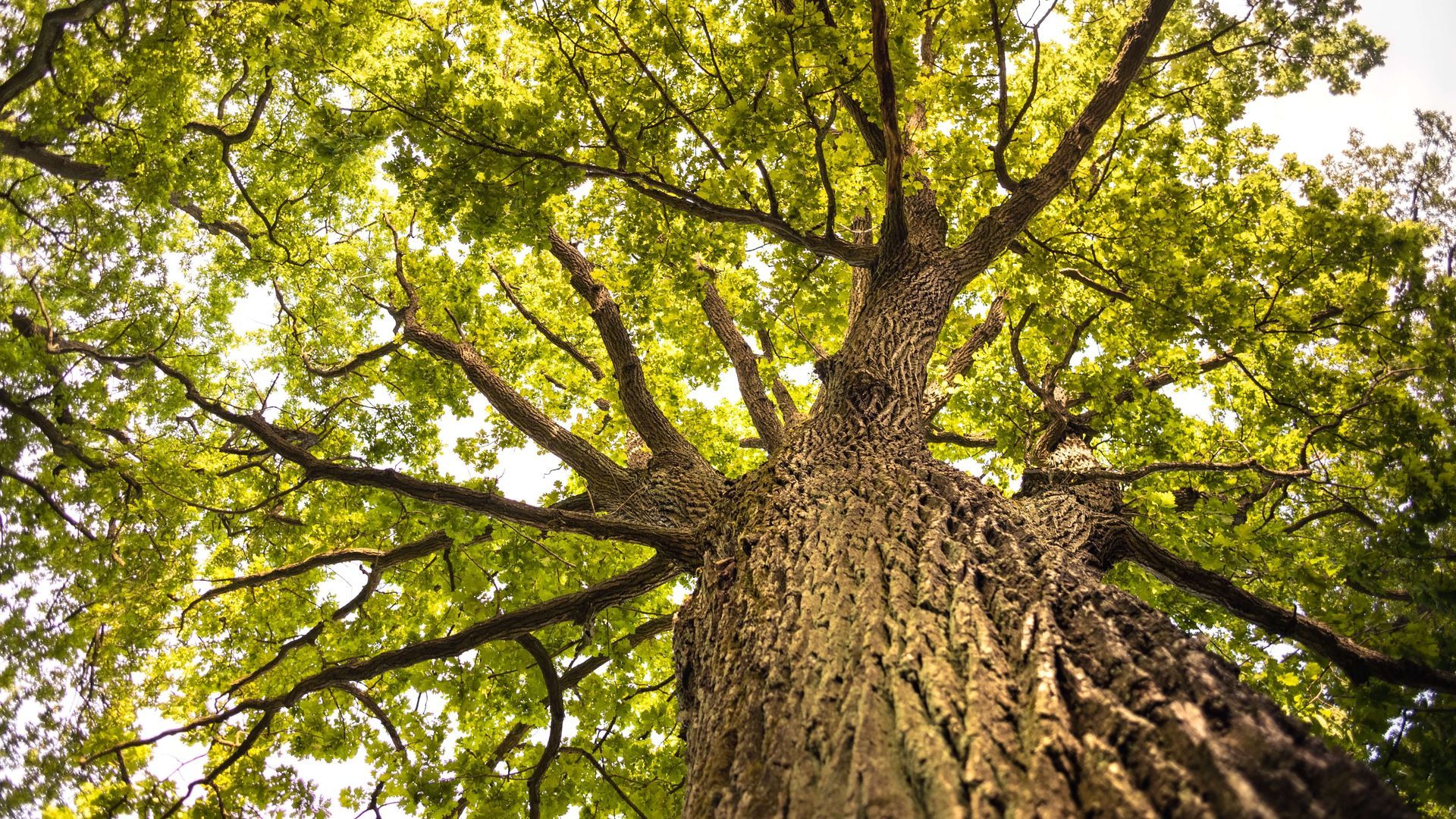 southern magnolia tree, trees of the pine belt, southern mississippi trees, live oak