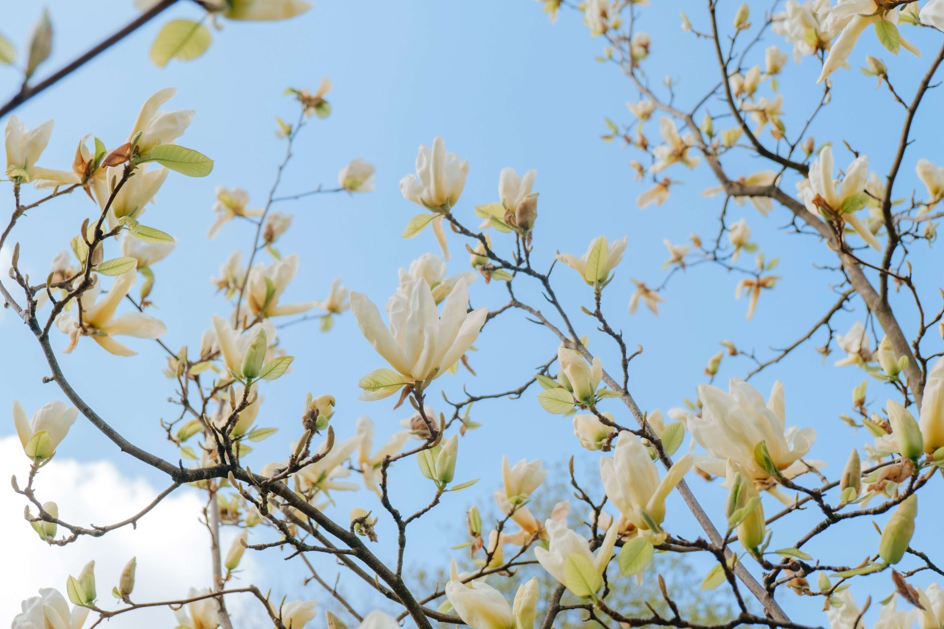 southern magnolia tree, trees of the pine belt, southern mississippi trees