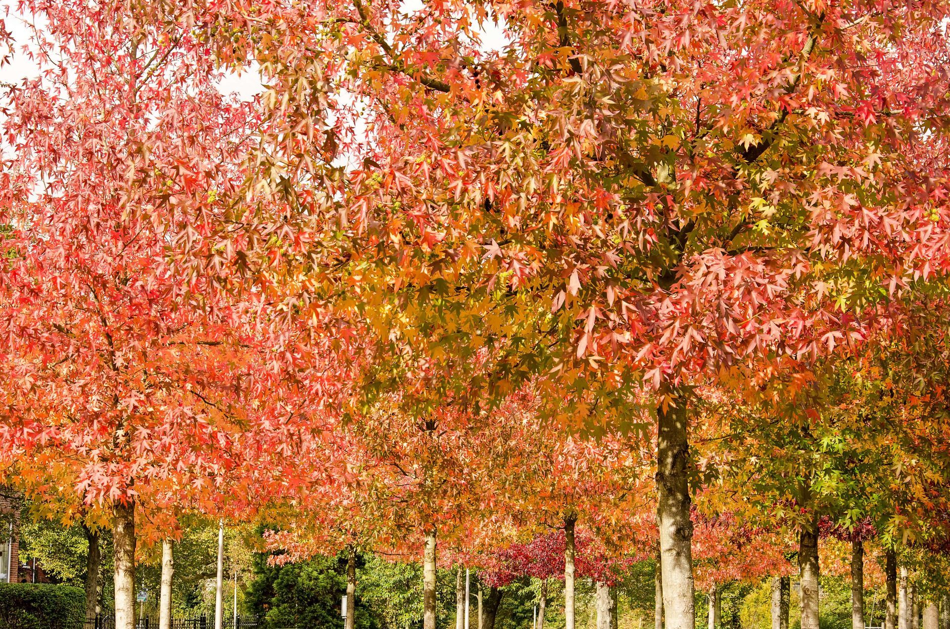 southern magnolia tree, trees of the pine belt, southern mississippi trees, sweet gum trees