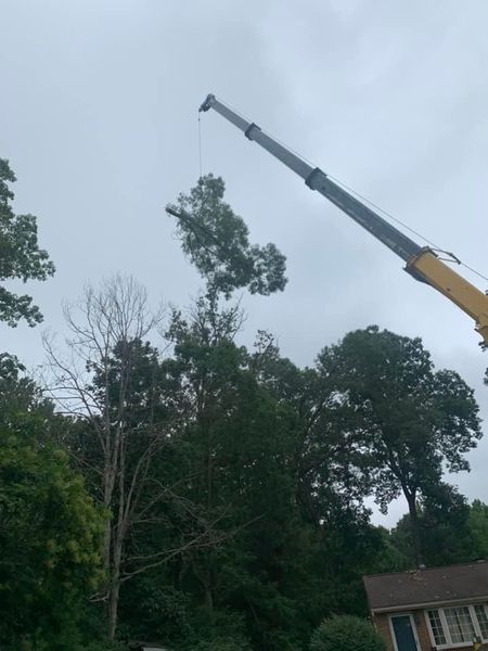 tree assessments, tree care, tree maintenance, arborist in hattesburg, tree removal hattiesburg ms