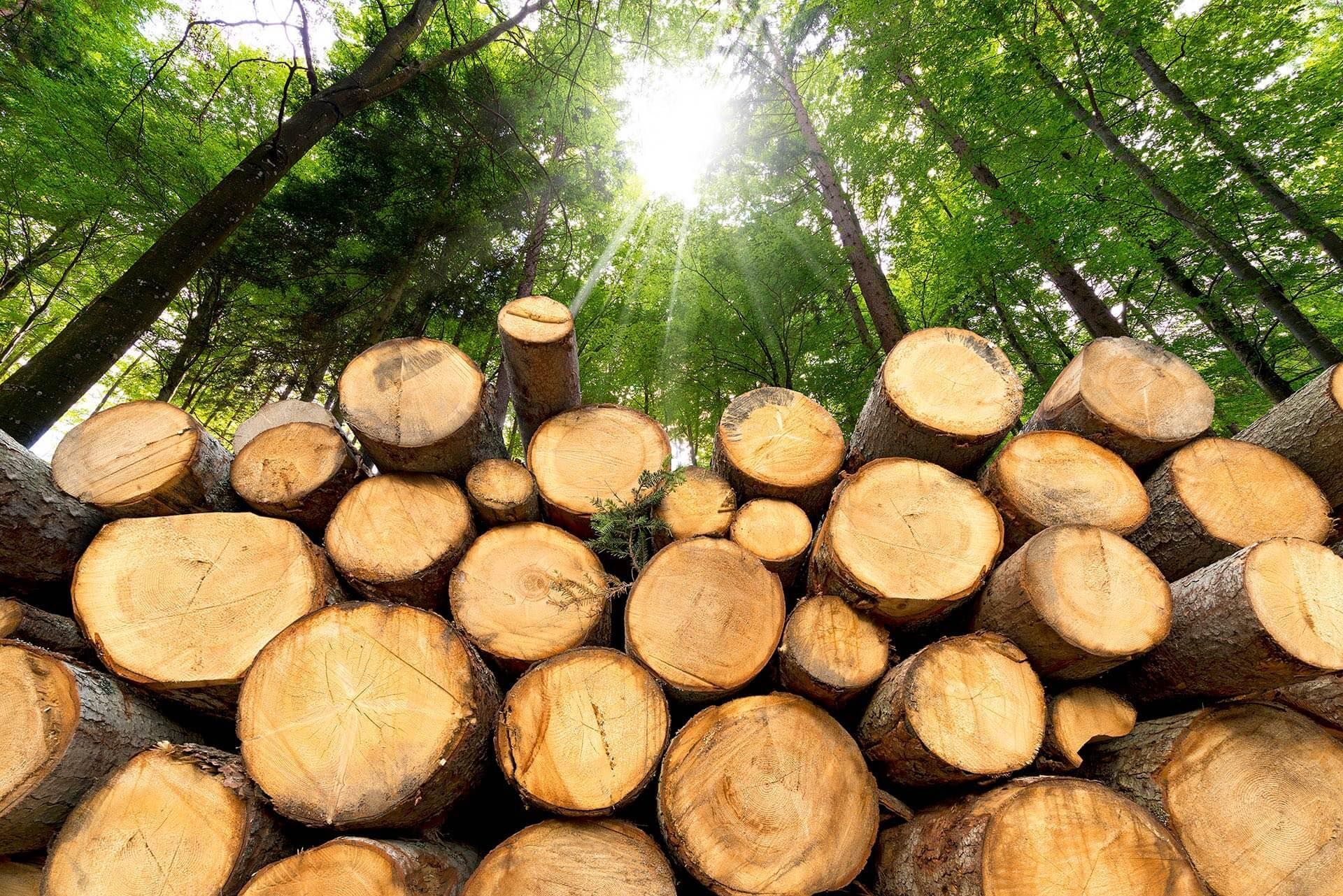 tree removal lumberton ms, arborist in lumberton ms, hattiesburg tree service