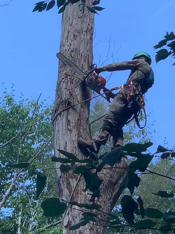 tree removal lumberton ms, arborist in lumberton ms, hattiesburg tree service