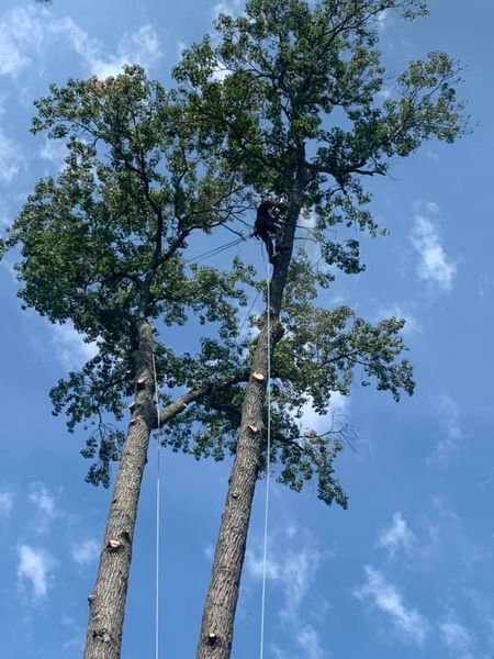 land clearing, lot clearing, land grading hattiesburg ms, hattiesburg tree service, arborist hattiesburg ms, tree removal hattiesburg ms