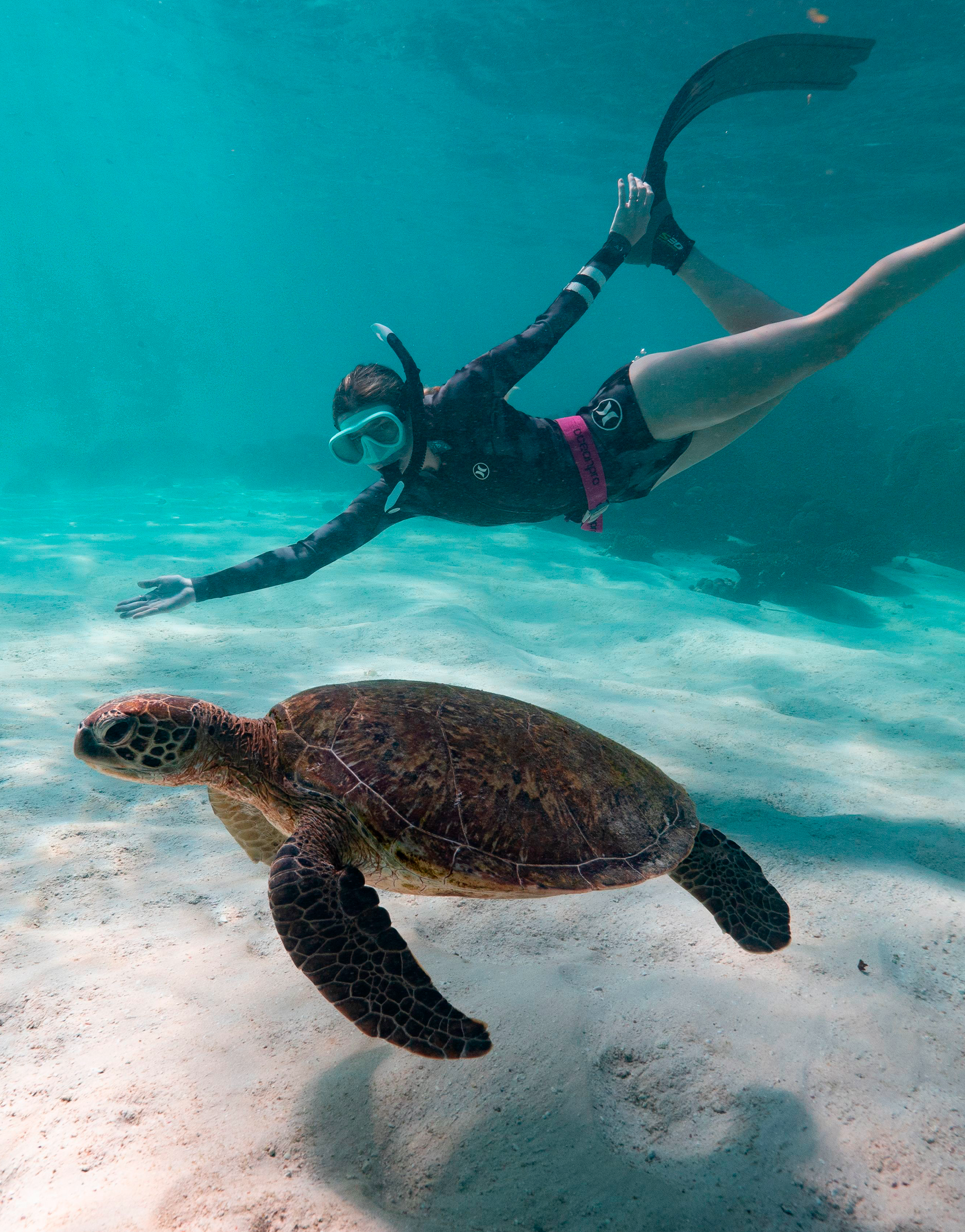 Buceo en Los Roques, explorando la vida marina con tortugas y arrecifes de coral en aguas cristalinas.