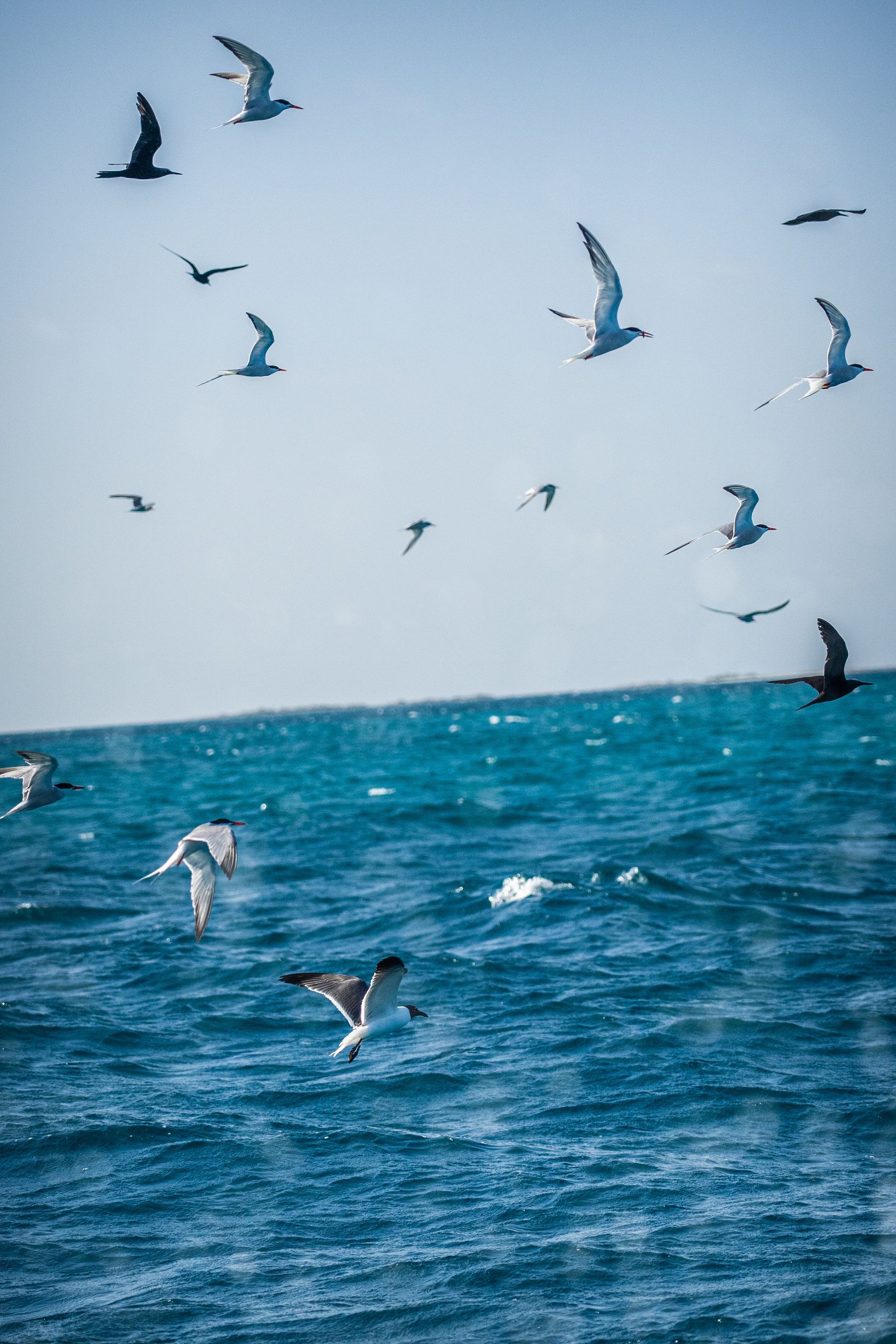 Ecoturismo en Los Roques, observando aves marinas en su hábitat natural junto a playas de arena y aguas cristalinas.