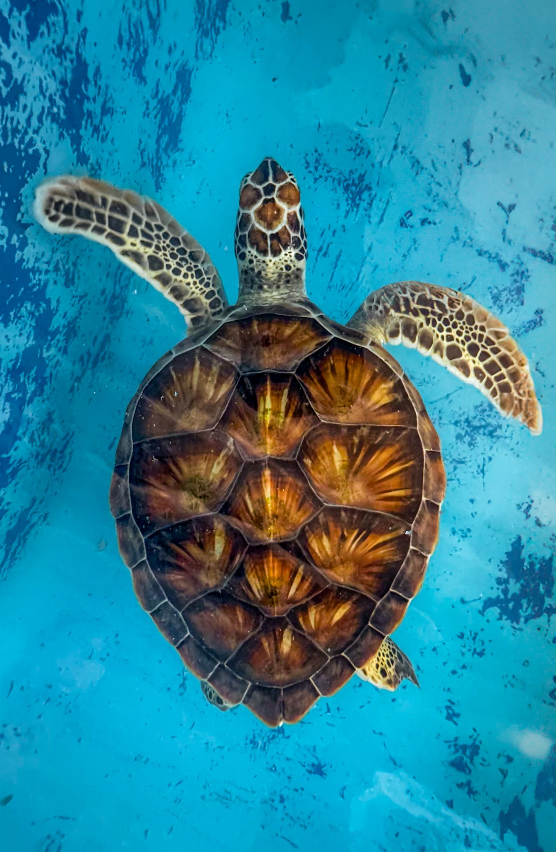 Tortuga marina nadando en aguas cristalinas de Los Roques, capturando la belleza natural del entorno marino.