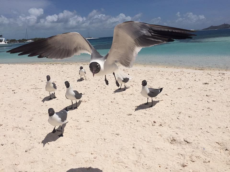 Playa en Los Roques con gaviotas en vuelo y arena blanca, ideal para amantes de la naturaleza y la fauna.