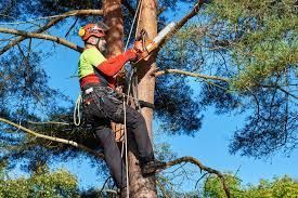 trimming tree
