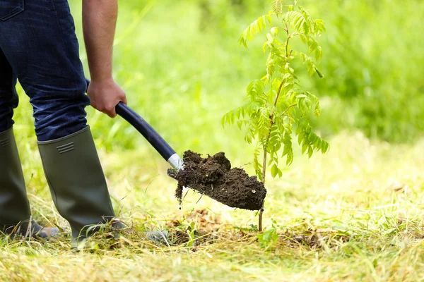man planting tree in kelowna