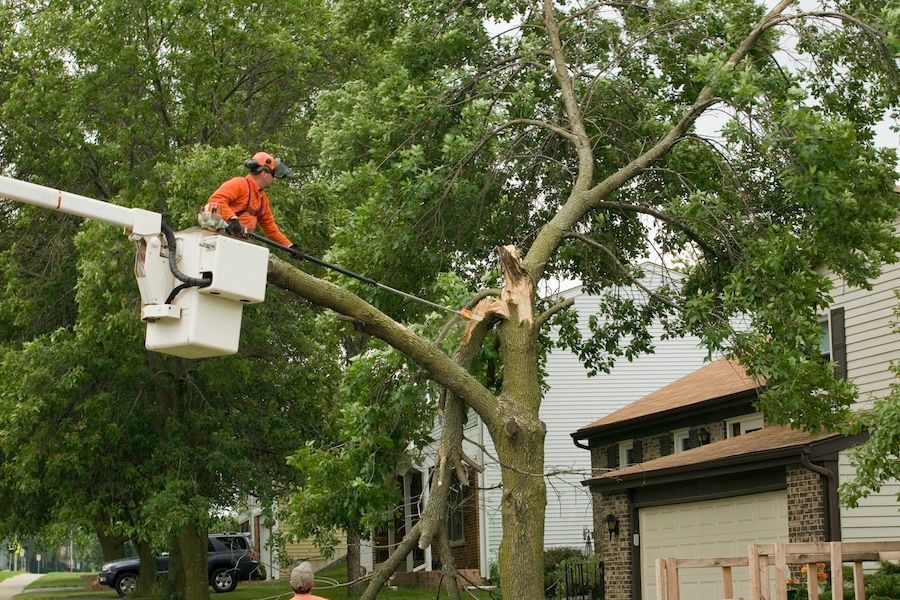why kelowna tree masters