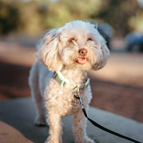 Dog at Gateway in Henderson, NV.