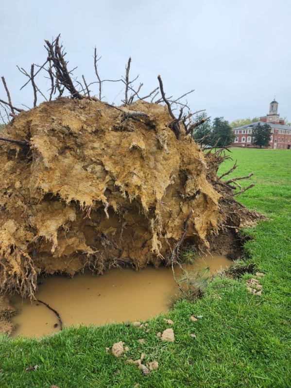 A large tree stump is sitting in the middle of a grassy field.