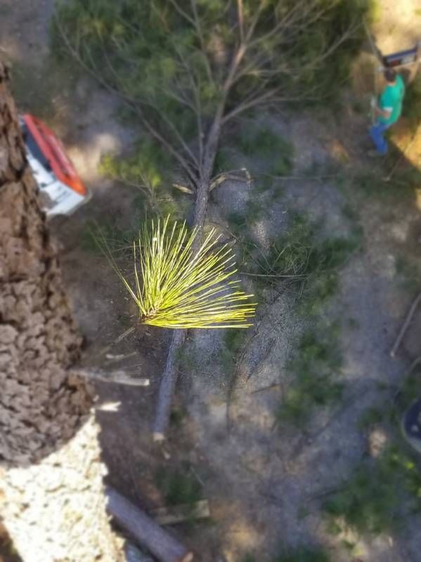 An aerial view of a pine tree with a yellow pine cone growing out of it.