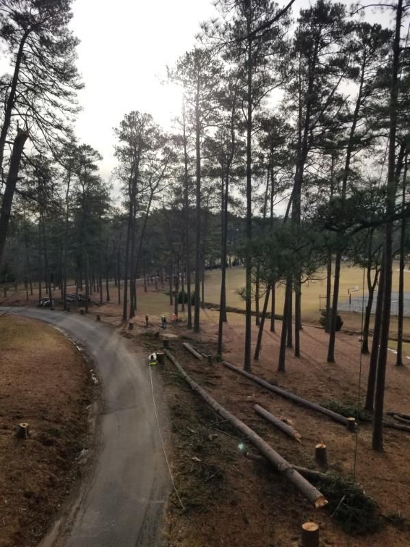 A dirt road in the middle of a forest