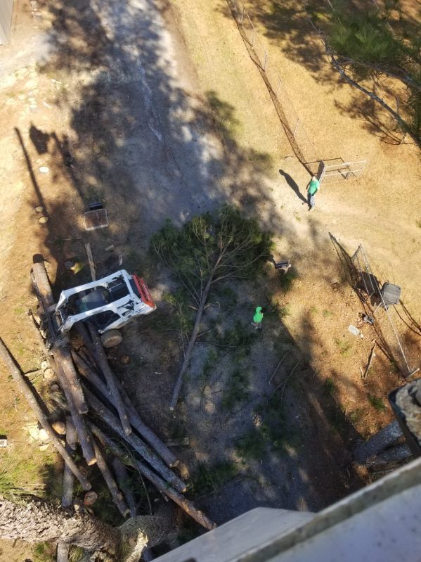 An aerial view of a car that has crashed into a tree.