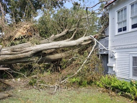 A large tree has fallen on the side of a house.