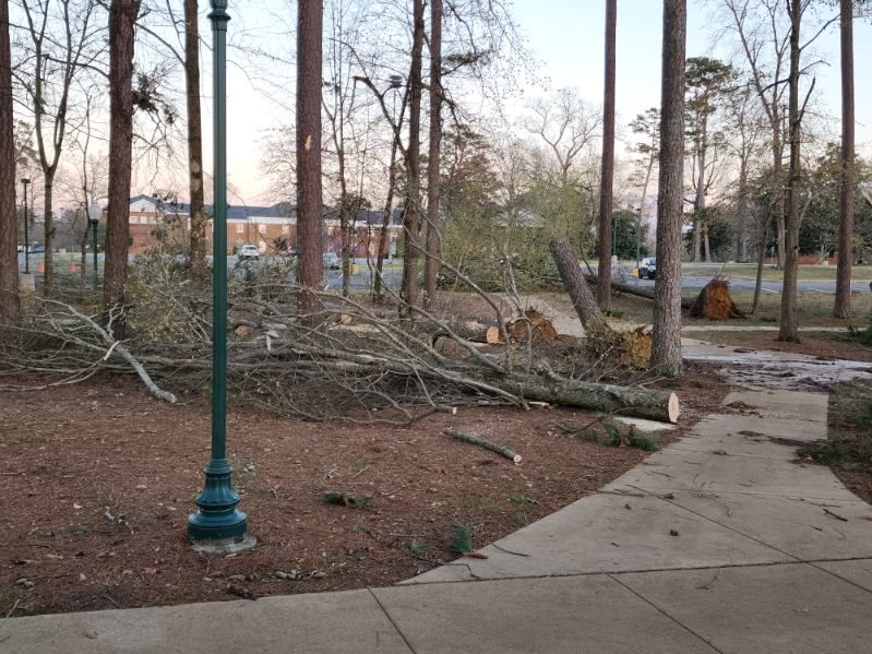 A pile of fallen trees in a park with a street light in the foreground.