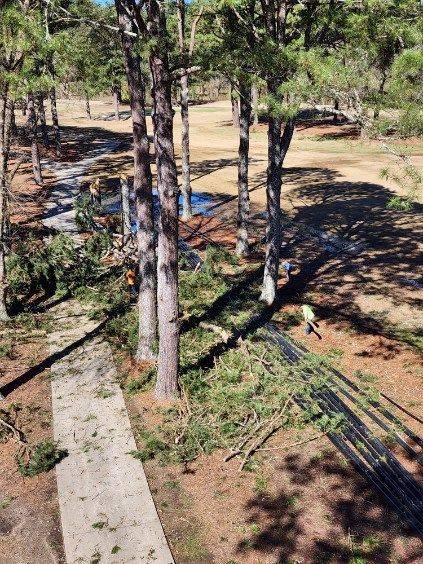 An aerial view of a tree being cut down in a forest.