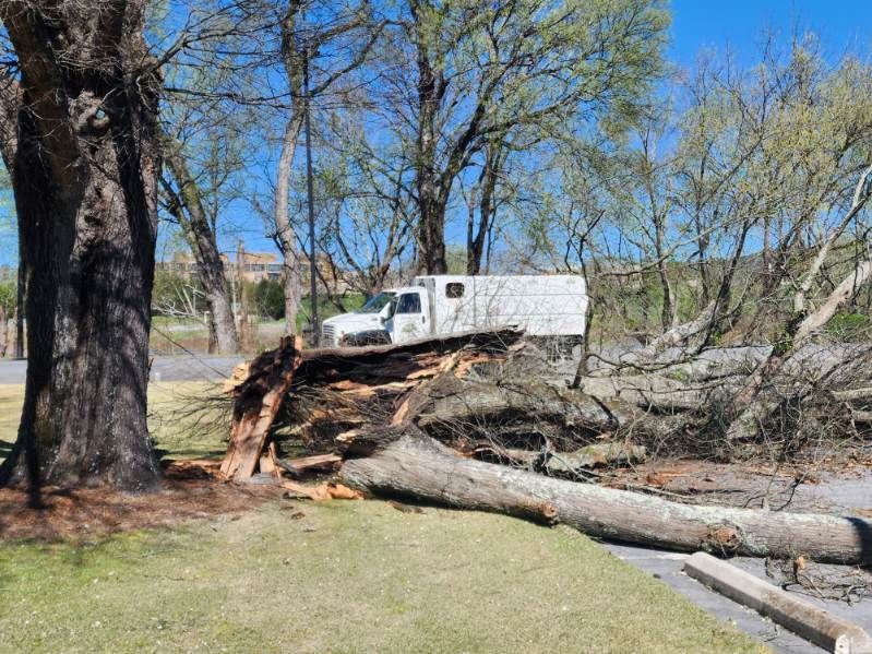 A white truck is parked next to a fallen tree.