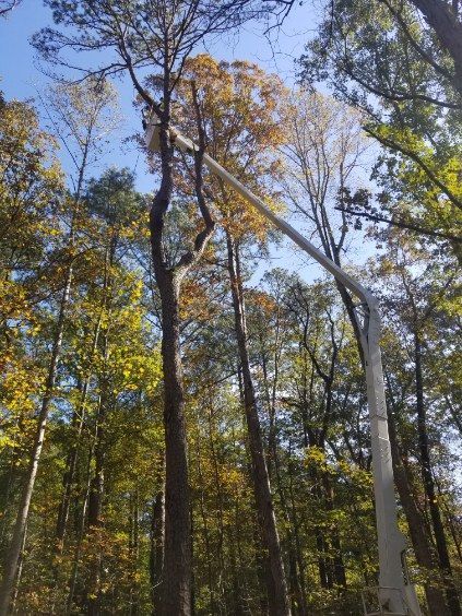 A street light is hanging from a pole in the middle of a forest.