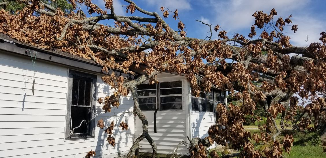 A tree has fallen on a white house.