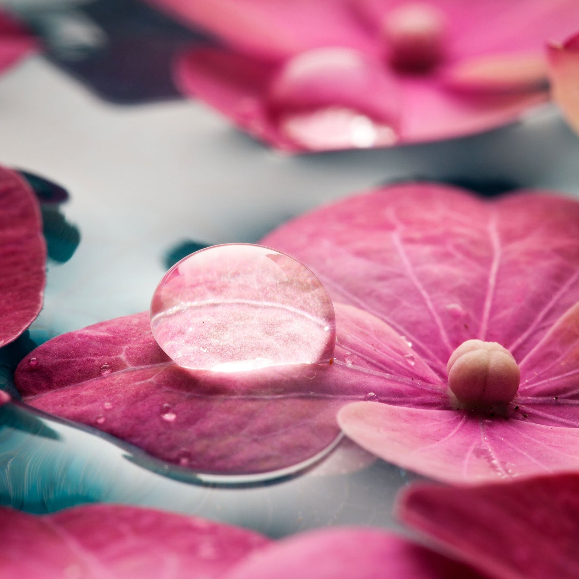 Eine Nahaufnahme einer rosa Blume mit Wassertropfen darauf