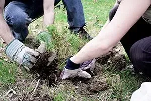 tree planting in Chilliwack