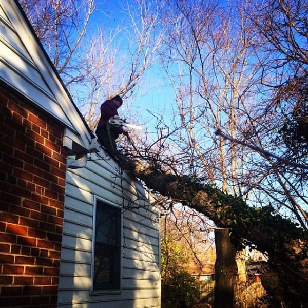 Emergency tree removal Chilliwack