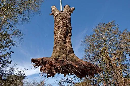 stump removed with a crane in Chilliwack