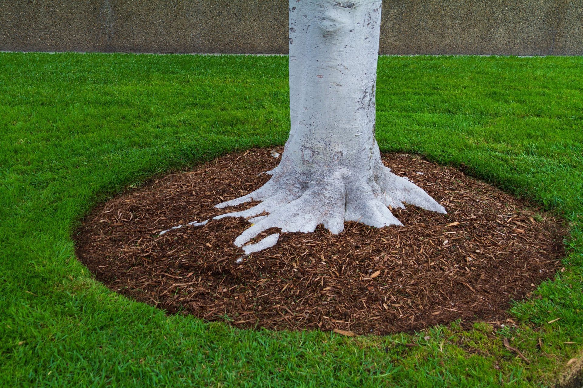 Mulched tree in Chilliwack back yard